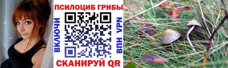 omg ССЫЛКА  Клин  Псилоцибиновые грибы Psilocybine cubensis  где купить наркоту 